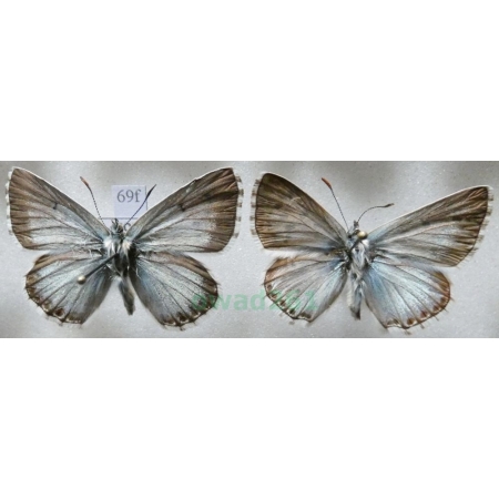 Polyommatus coridon (Poda, 1761) 2xmale Modraszek korydon Czech69f